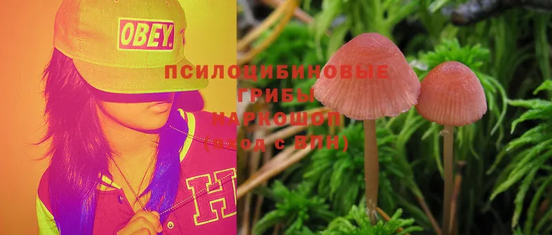 Псилоцибиновые грибы Psilocybe  ОМГ ОМГ ТОР  Покровск  где можно купить наркотик 